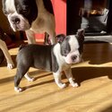 Very cute Boston terrier, social and lovely puppies are here-0