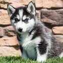 Siberian Husky Puppies-0