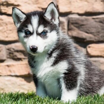 Siberian Husky Puppies