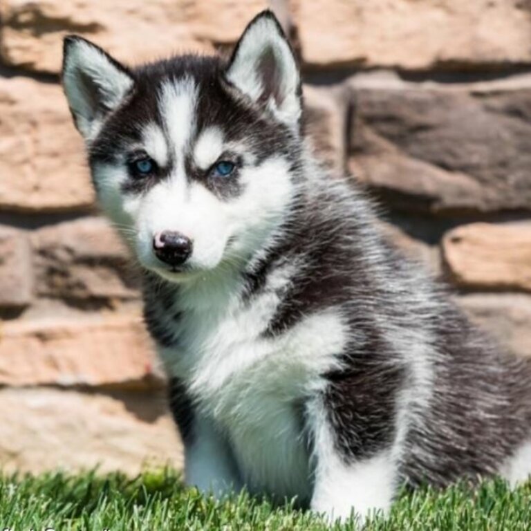 Siberian Husky Puppies