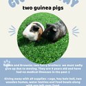 2 lovely Guinea Pigs Looking for a New Home -2