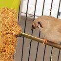 Male &amp; Female Adult Zebra Finch(es) for Sale-1