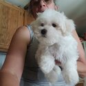 Registered Male Maltese Puppy-0