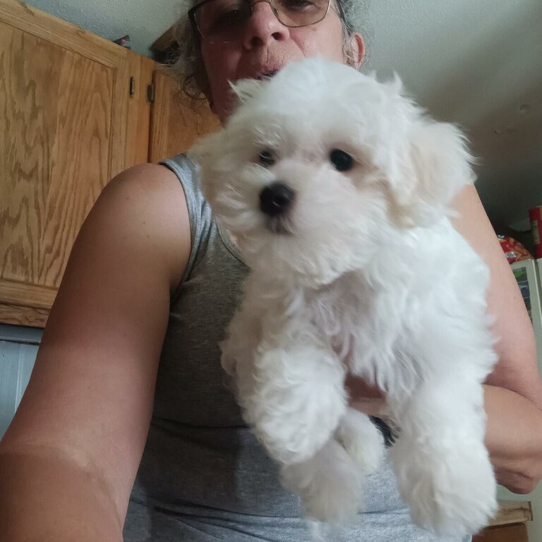 Registered Male Maltese Puppy