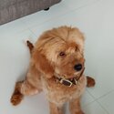 Cute Cavapoo for Rehoming-0