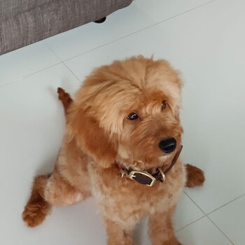 Cute Cavapoo for Rehoming