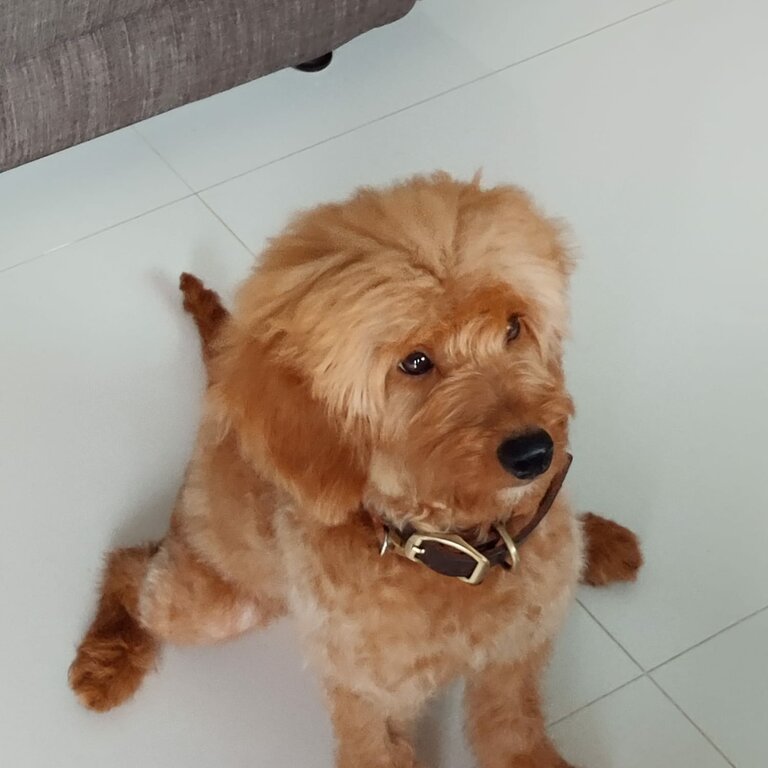 Cute Cavapoo for Rehoming