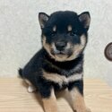 Black and tan Shiba Inu for sale!-3