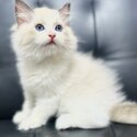 Pure Breed Ragdoll Kitten-0