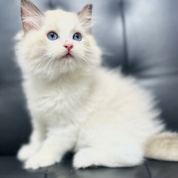 Pure Breed Ragdoll Kitten