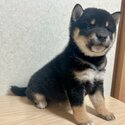 Black and tan Shiba Inu for sale!-1