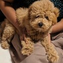 Puppy is a mixed breed, Cavapoochon. It's 3.5months old. -3