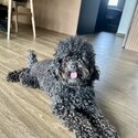 Female baby toy poodle looking to rehome -1