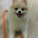 8-month old Pomeranian for sale-0