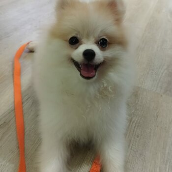 8-month old Pomeranian for sale