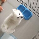 Pomeranian puppy for adoption-0