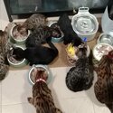 Pure Bengal Kittens for sale