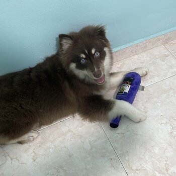 Pomsky