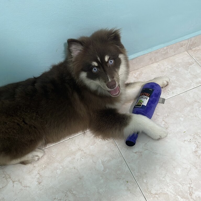 Pomsky