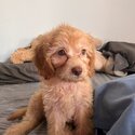 Beautiful Cavapoo for rehome-0