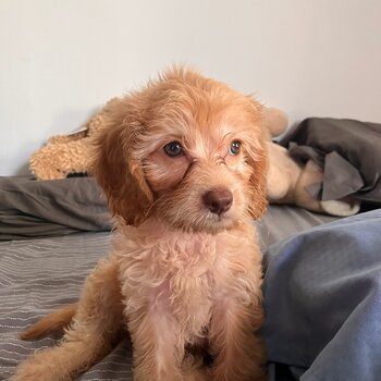 Beautiful Cavapoo for rehome