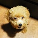 3 months male poodle -1