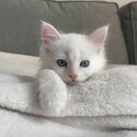 White Maine Coon kittens looking for a family -1