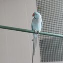 BlueNeck Parrots  with big stainless Steel Cage-0