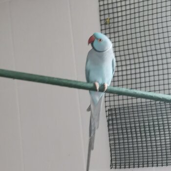 BlueNeck Parrots  with big stainless Steel Cage