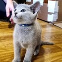 Russian Blue kittens males and females contact whitezoney@ gmail .com-1