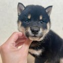 Black and tan Shiba Inu for sale!-4