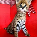 Savannah Kittens for Sale