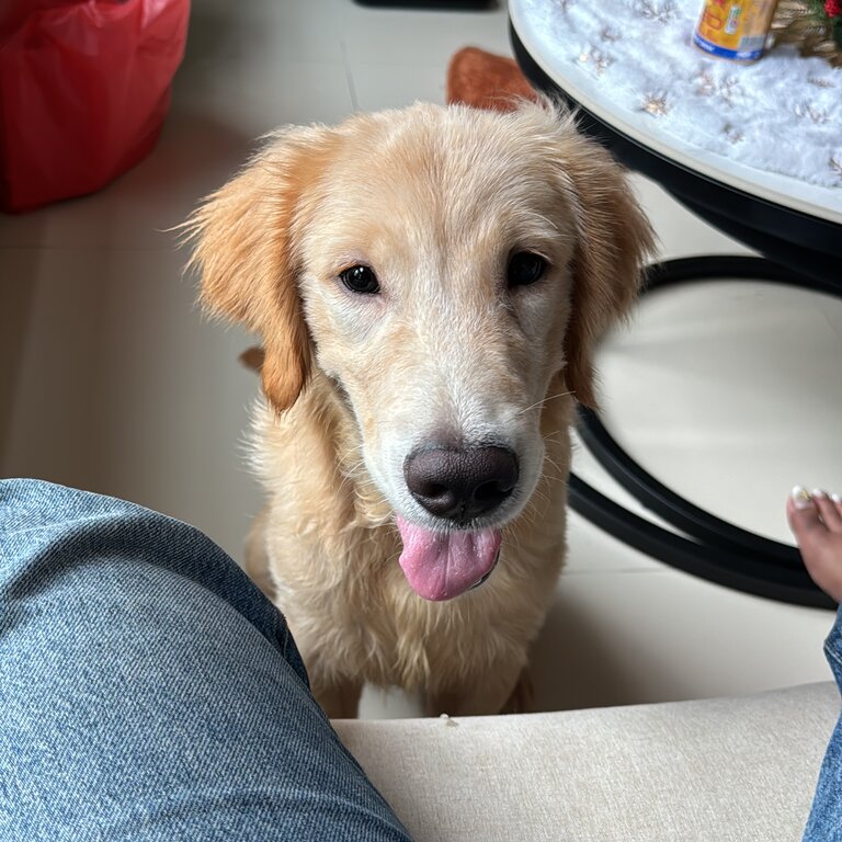 Golden retriever for sale