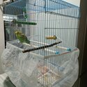 1 pair of Parakeet for sale-3