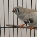 Male &amp; Female Adult Zebra Finch(es) for Sale-2