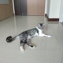 ADOPTED - Littering Trained Female Cat Looking for New Home-0