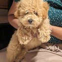 Puppy is a mixed breed, Cavapoochon. It's 3.5months old. -4