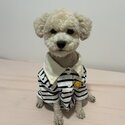 Well trained toy poodle (2 years old)- Yishun-2