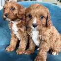 Cavoodle Puppies And Adult ready for new homes for more email mekjunlee@ gmail. com -1