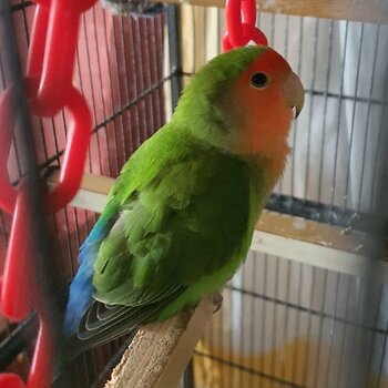 Peach-faced lovebird 