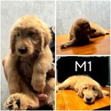 Adorable Golden Doodle puppies seeking loving homes! -0