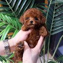 Beautiful Teacup Poodle dogs for sale Singapore