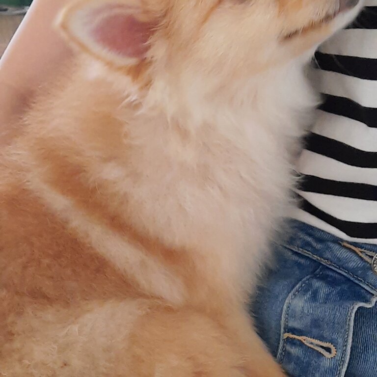 mixed pom for adoption 