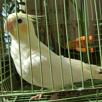 Cockatiel breeding pair