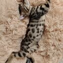 Big spotted Male Bengal Kitten-0