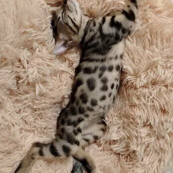 Big spotted Male Bengal Kitten