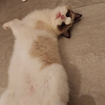 Pure bred, bi colour & demure female ragdoll (newly bought from reputable petshop)for sale