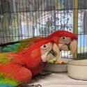 Green Winged Macaw Babies-3