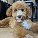 Affectionate &amp; adorable cavapoo-2