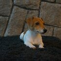 Miniature Jack Russell Terrier-2